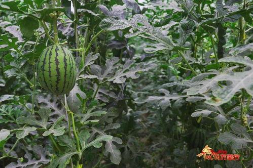 云南丰收瓜怎么吃,云南丰收瓜的多样食法探索