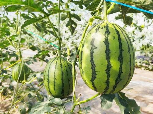 吃瓜要偷着吃才甜,揭秘吃瓜的秘密法则