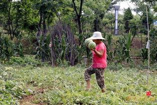 农村吃瓜摘瓜视频,农村吃瓜摘瓜视频带你体验田园生活