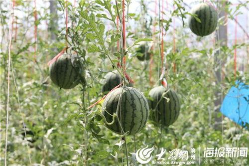 农村吃瓜摘瓜视频,农村吃瓜摘瓜视频带你体验田园生活