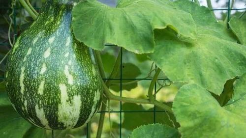 梦见送给别人瓜吃,瓜熟蒂落,共享美好寓意