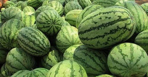 梦见送给别人瓜吃,瓜熟蒂落,共享美好寓意